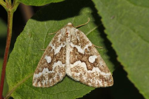 Réf. 217 295 : Caripeta divisata